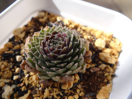 センペルビウム