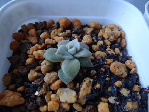 グラプトベリア