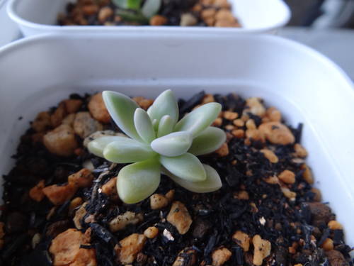 グラプトペタルム