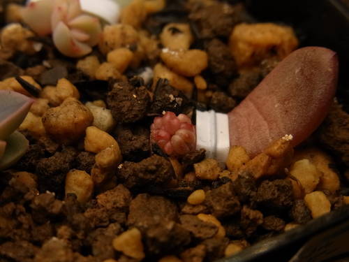 グラプトベリア