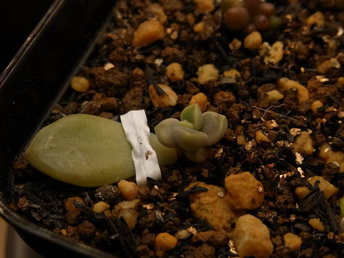 グラプトペタルム