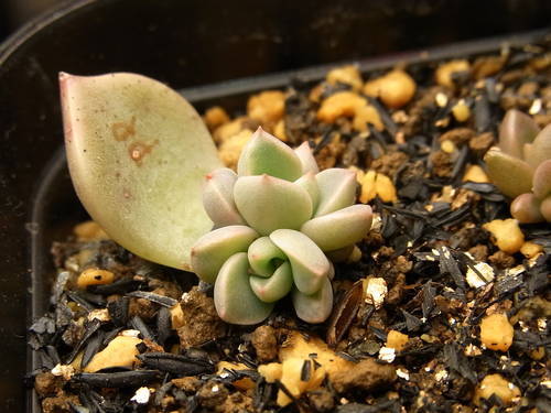 グラプトベリア