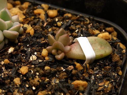 グラプトペタルム