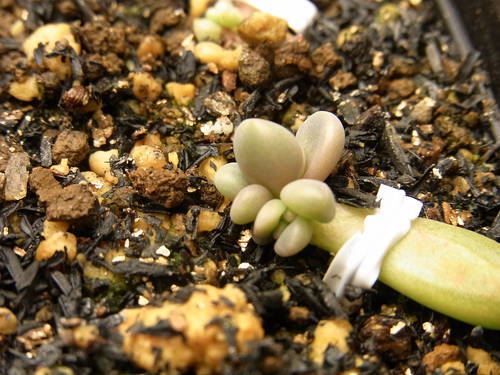 グラプトペタルム