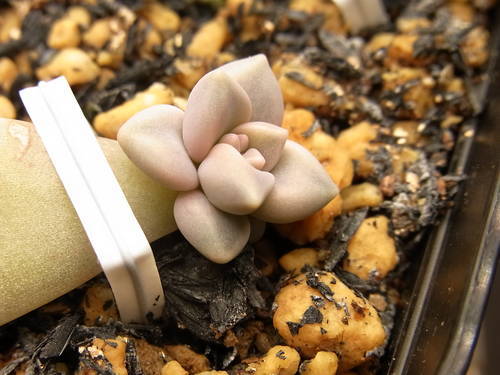 グラプトペタルム