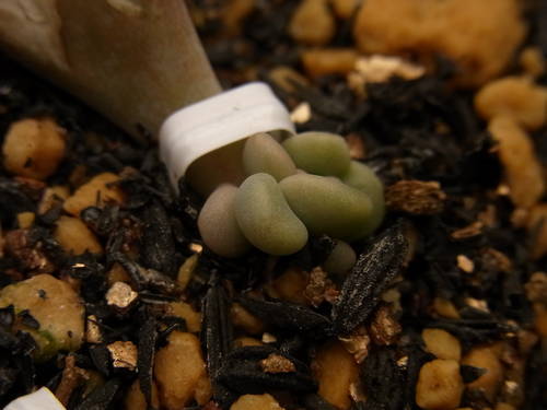 パキフィッツム