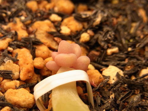 グラプトベリア