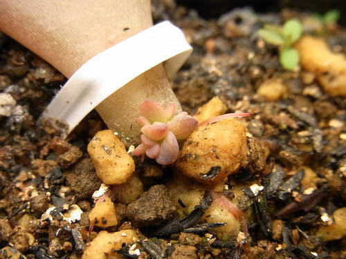 パキフィッツム