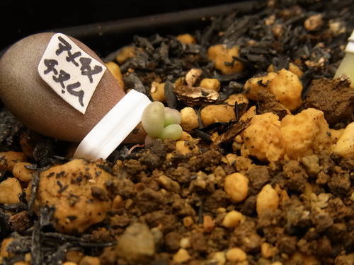 グラプトペタルム