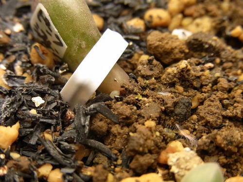 グラプトベリア