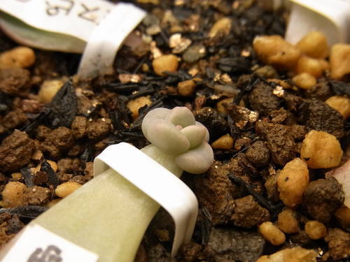 グラプトペタルム