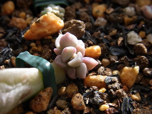 グラプトベリア