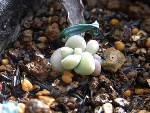 グラプトペタルム