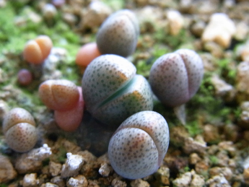 プレイオスピロス