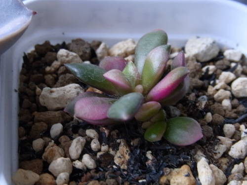 アナカンプセロス