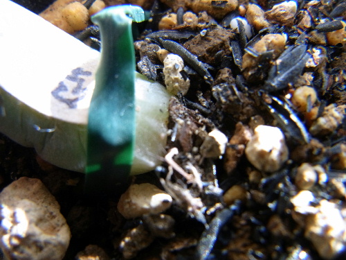 パキフィッツム