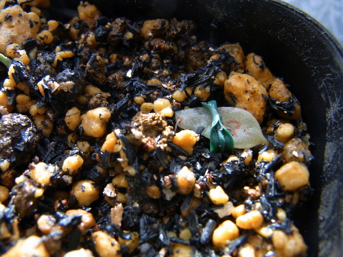 グラプトベリア