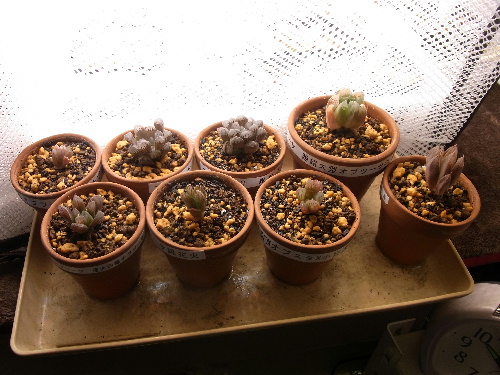 LED植物育成ライト