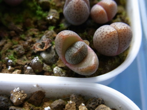 プレイオスピロス