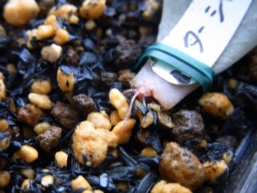 グラプトベリア