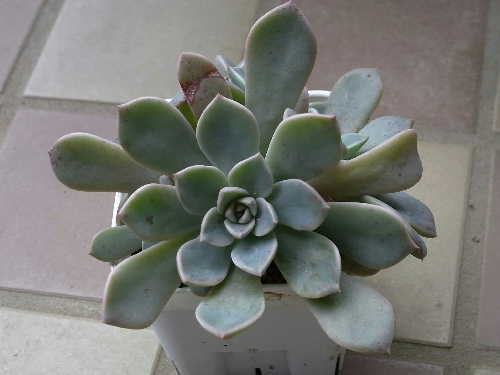 グラプトベリア