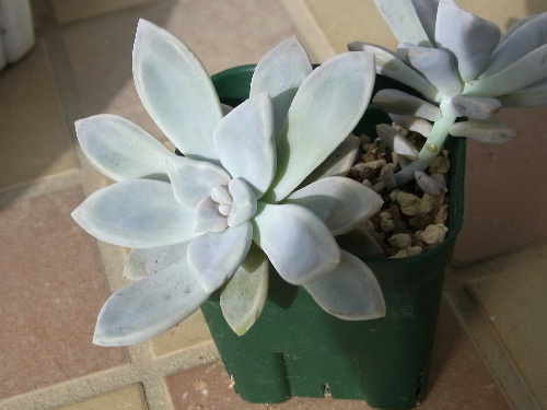 グラプトペタルム