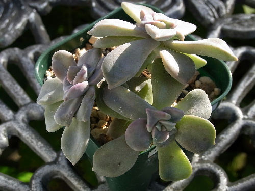 グラプトベリア