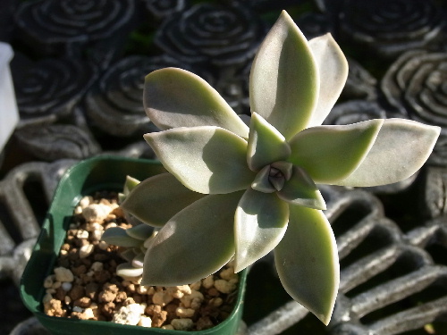 グラプトペタルム