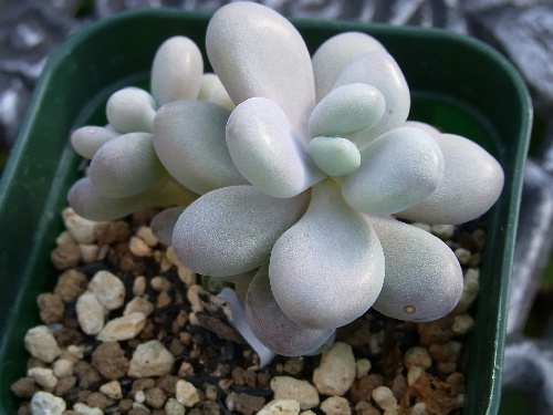 グラプトペタルム