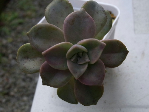 グラプトベリア