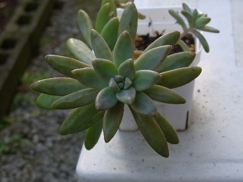 グラプトペタルム