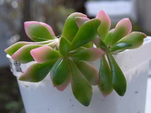 アナカンプセロス