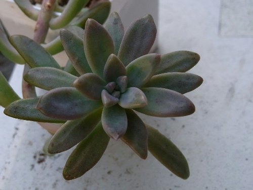 グラプトベリア