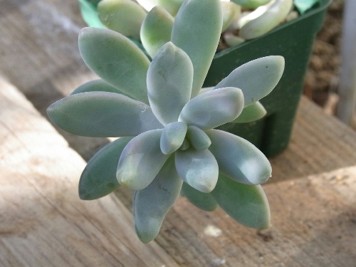 グラプトベリア