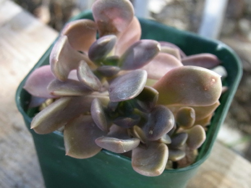 グラプトベリア