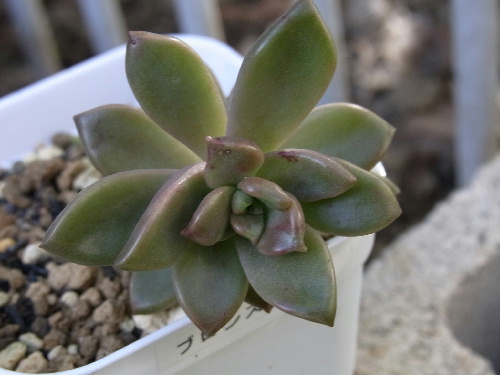 グラプトペタルム