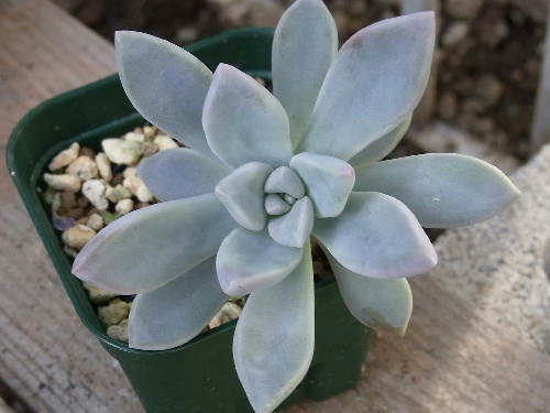 グラプトペタルム