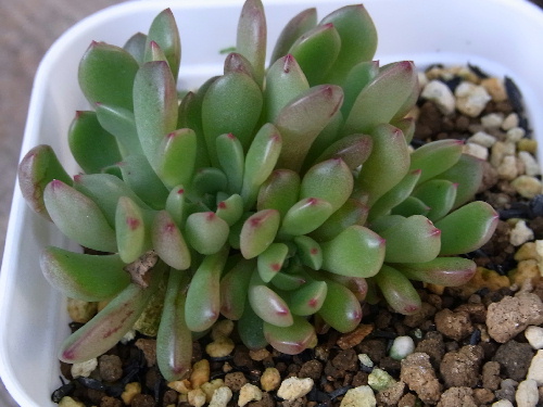 グラプトベリア