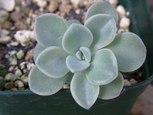 グラプトベリア