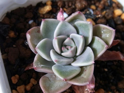 グラプトベリア