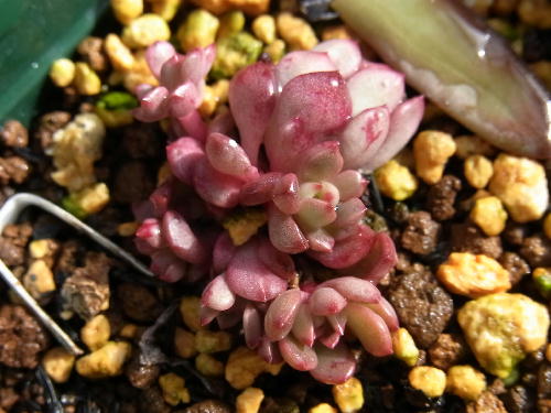 グラプトベリア