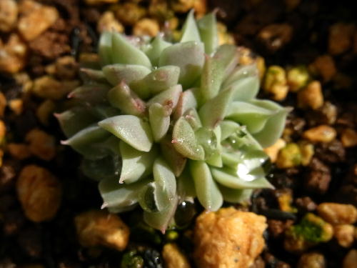 グラプトベリア