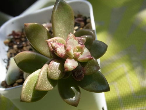 グラプトペタルム