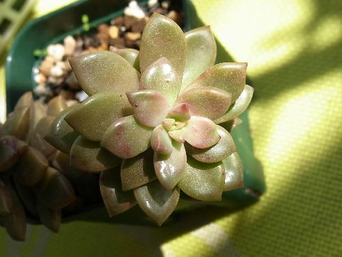 グラプトペタルム